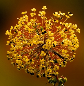 ブランチ 花 植物 葉 写真