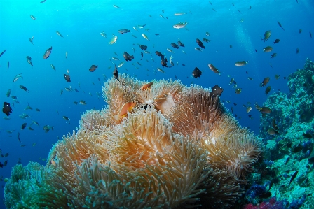 Sea ocean diving underwater Photo