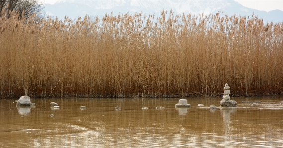 Zdjęcie Woda natura bagno
 ptak