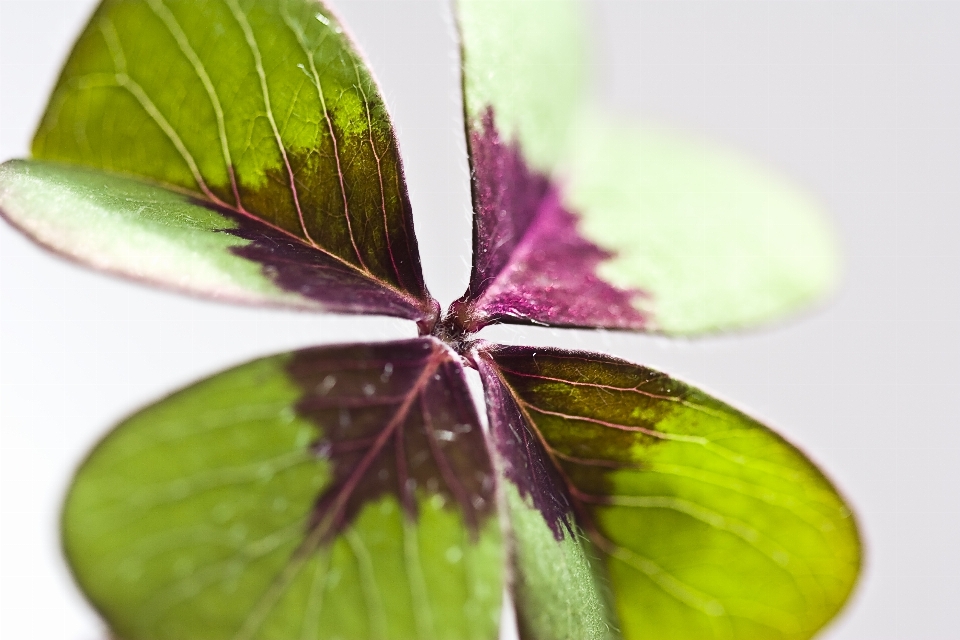 自然 森林 植物 叶子