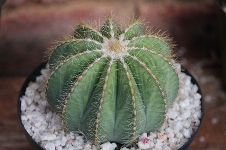 Nature cactus sharp plant Photo