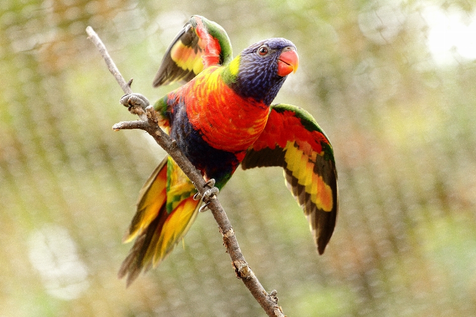 Natura uccello ala animali selvatici