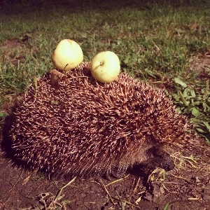 Farm village wildlife mammal Photo