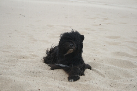 Beach puppy dog animal Photo