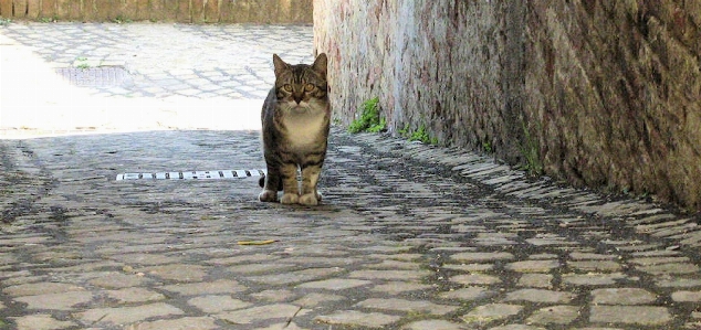 Cat mammal italy rome Photo