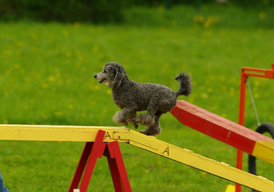 Spor köpek hayvan evcil