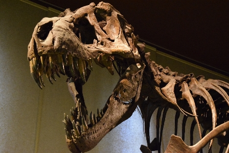 Foto Kayu museum italia tyrannosaurus rex
