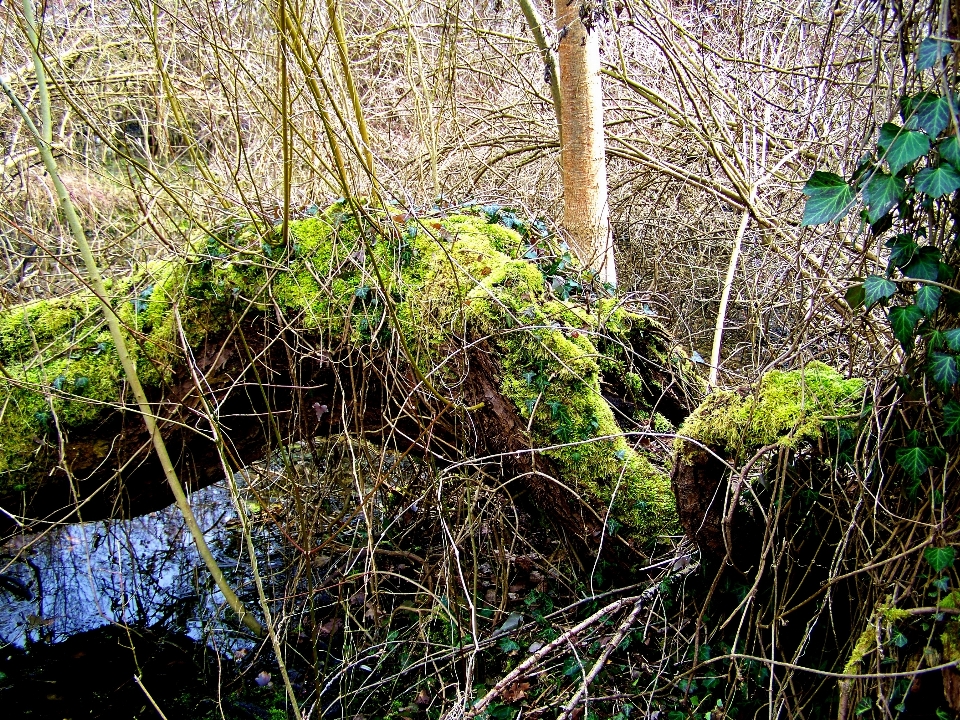 дерево вода природа лес