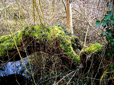 Tree water nature forest Photo