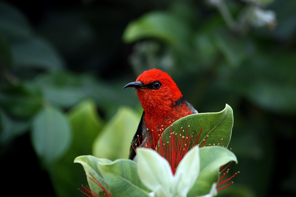 Natur zweig vogel blatt