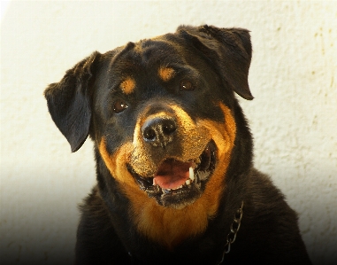 Foto Anjing mamalia bertulang belakang
 ras anjing
