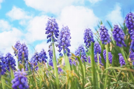 Grass plant field meadow Photo