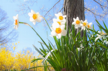 Nature blossom plant meadow Photo