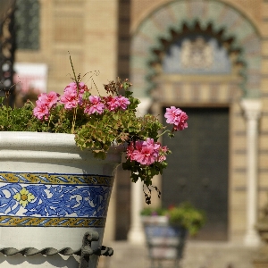 植物 花 窓 バルコニー 写真