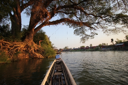 Tree water nature sunrise Photo