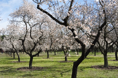 Tree nature branch blossom Photo