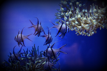 Photo Sous-marin la biologie artistique bleu