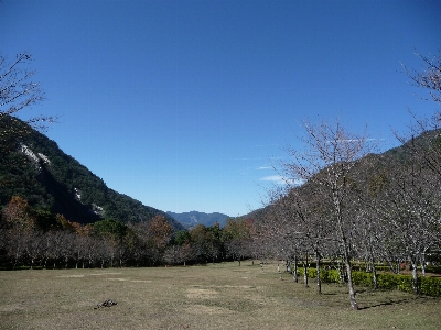 風景 木 自然 荒野
 写真