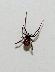 Foto Fêmea selvagem vermelho inseto