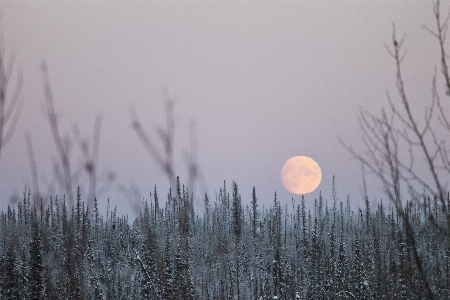 Foto árvore filial neve frio