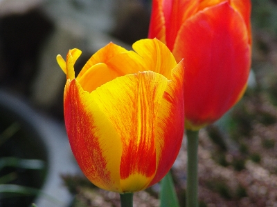 Foto Pianta fiore petalo floreale