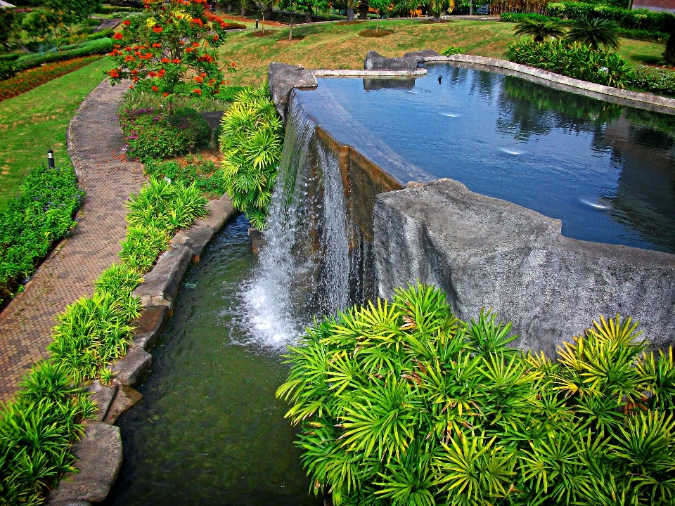 景观 树 水 草