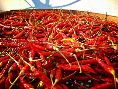 Plant fruit food red Photo