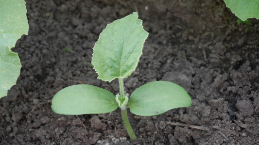 Tree plant fruit leaf Photo