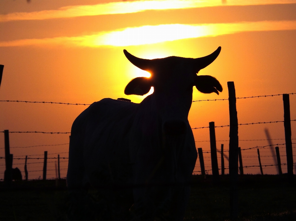 Silhouette alba tramonto azienda agricola