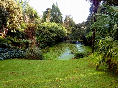 Landscape tree water grass Photo