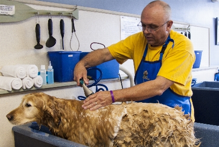 濡れた 動物 犬歯
 獣医 写真