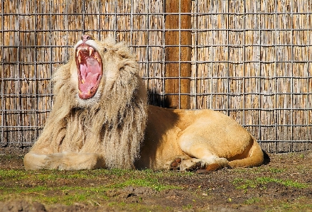 Photo Faune zoo pied mammifère