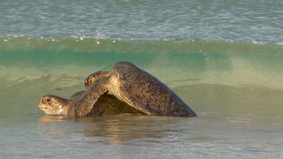 Sea nature wildlife turtle