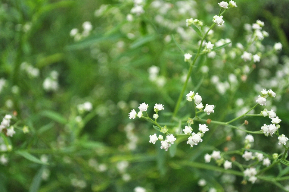 Natura erba fiore pianta