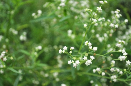 Nature grass blossom plant Photo