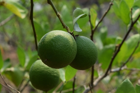 Foto árbol rama planta fruta