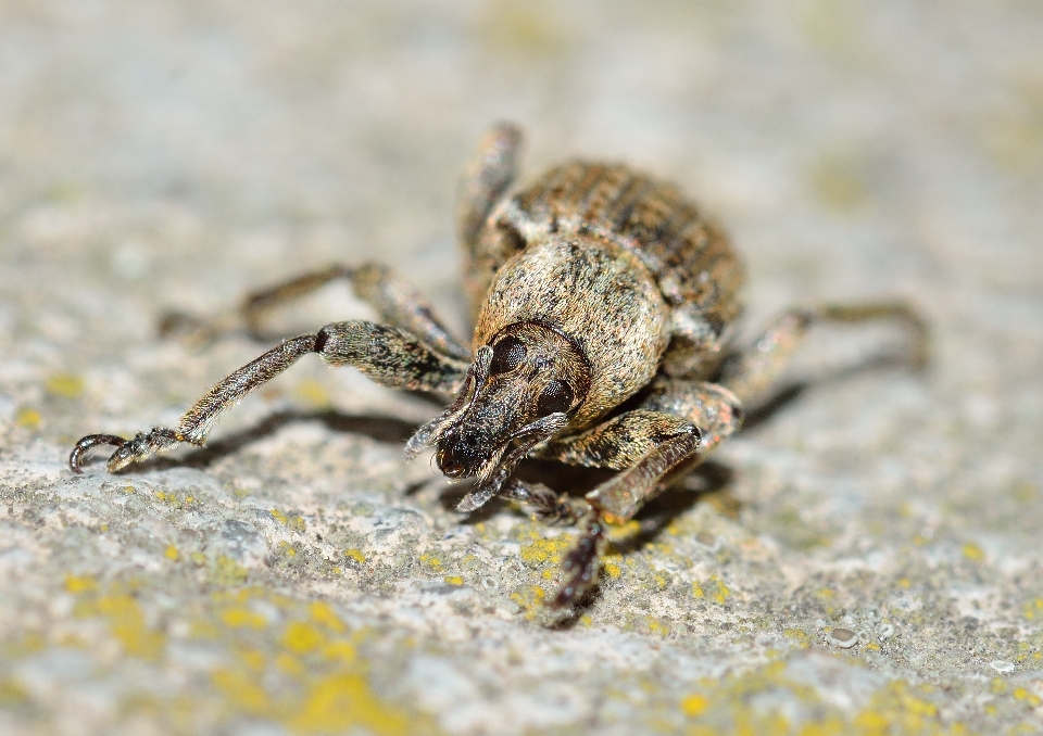 Fotografía fauna silvestre insecto