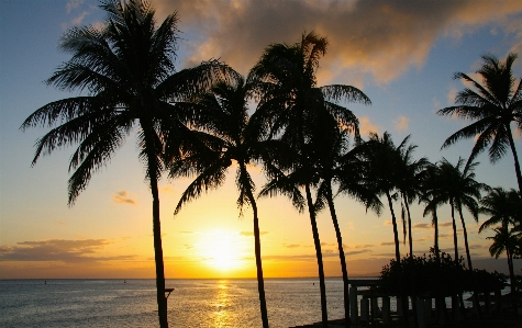 Beach sea coast tree Photo