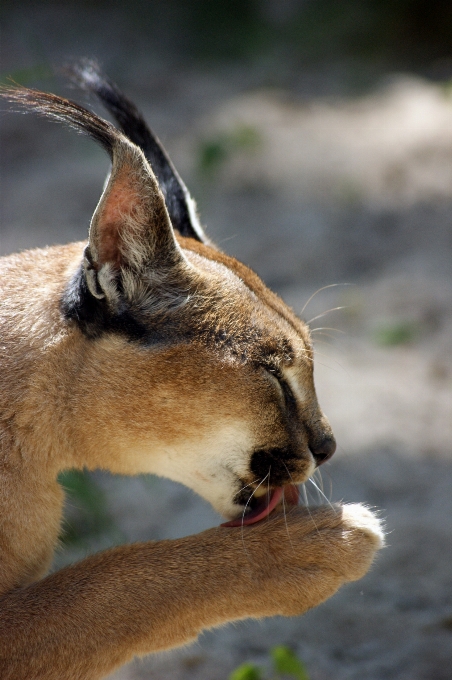 野生動物 猫 哺乳類 休み