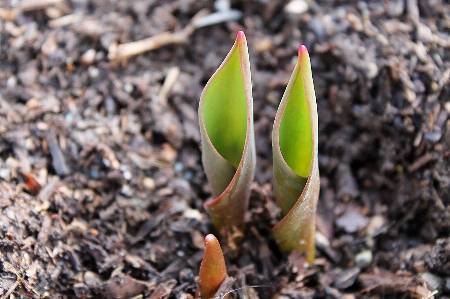 Foto Naturaleza planta hoja flor