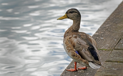 Foto Acqua natura uccello ala