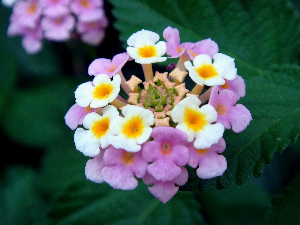 Fiore pianta viola petalo