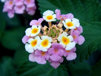 Blossom plant flower purple Photo