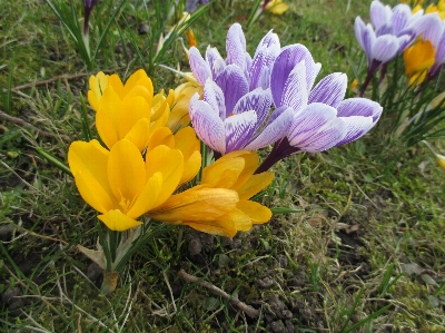 Foto Natureza plantar prado
 flor