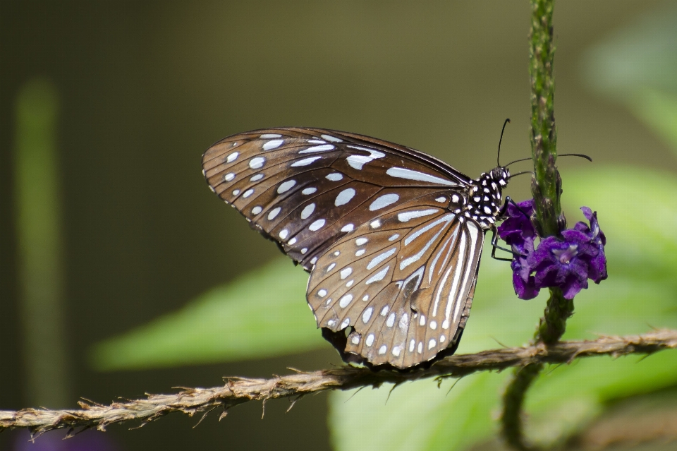 Naturaleza ala fotografía flor