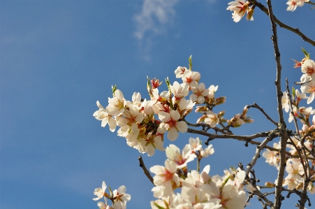 Tree nature branch blossom Photo