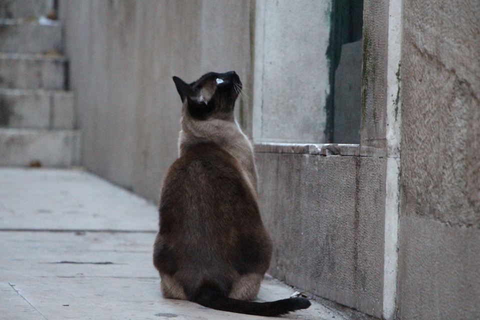 In attesa gatto mammifero fauna