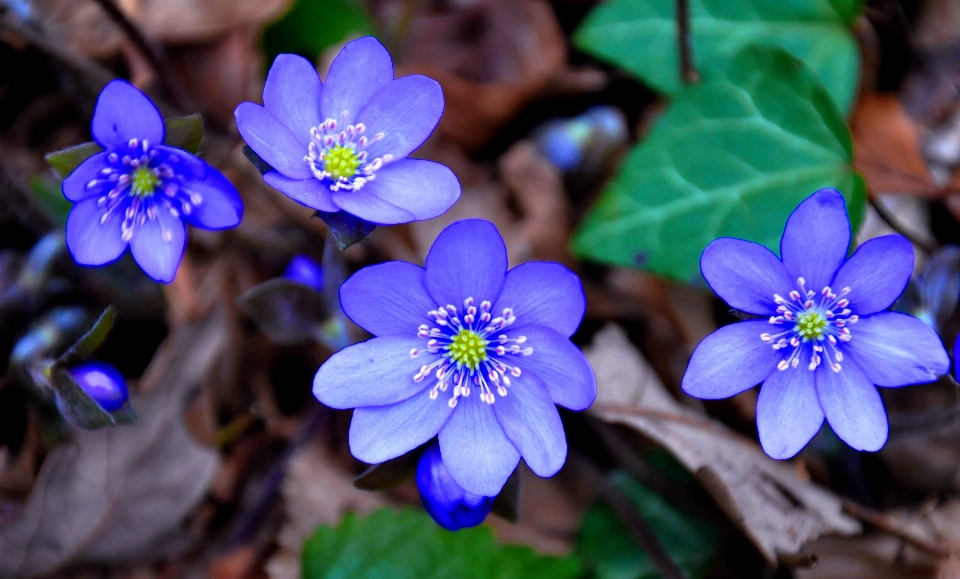 Nature blossom plant leaf