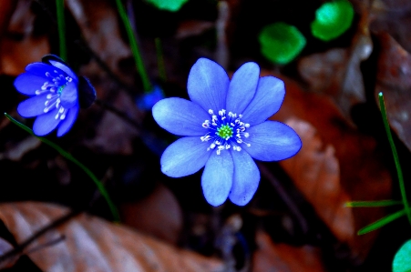 Photo Nature fleurir usine la photographie