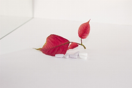 Plant leaf flower petal Photo